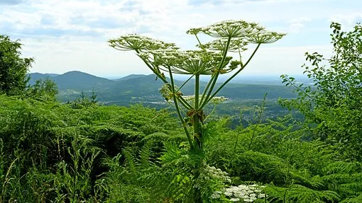 Rubrik_Naturschutz-invasive_Arten-pixabay-giant-hogweed-5419087__340